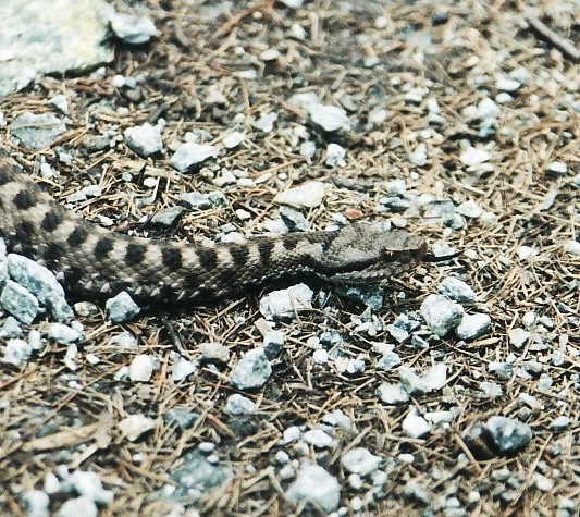 Vipera aspis, quale?